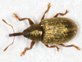 Acalyptus carpini